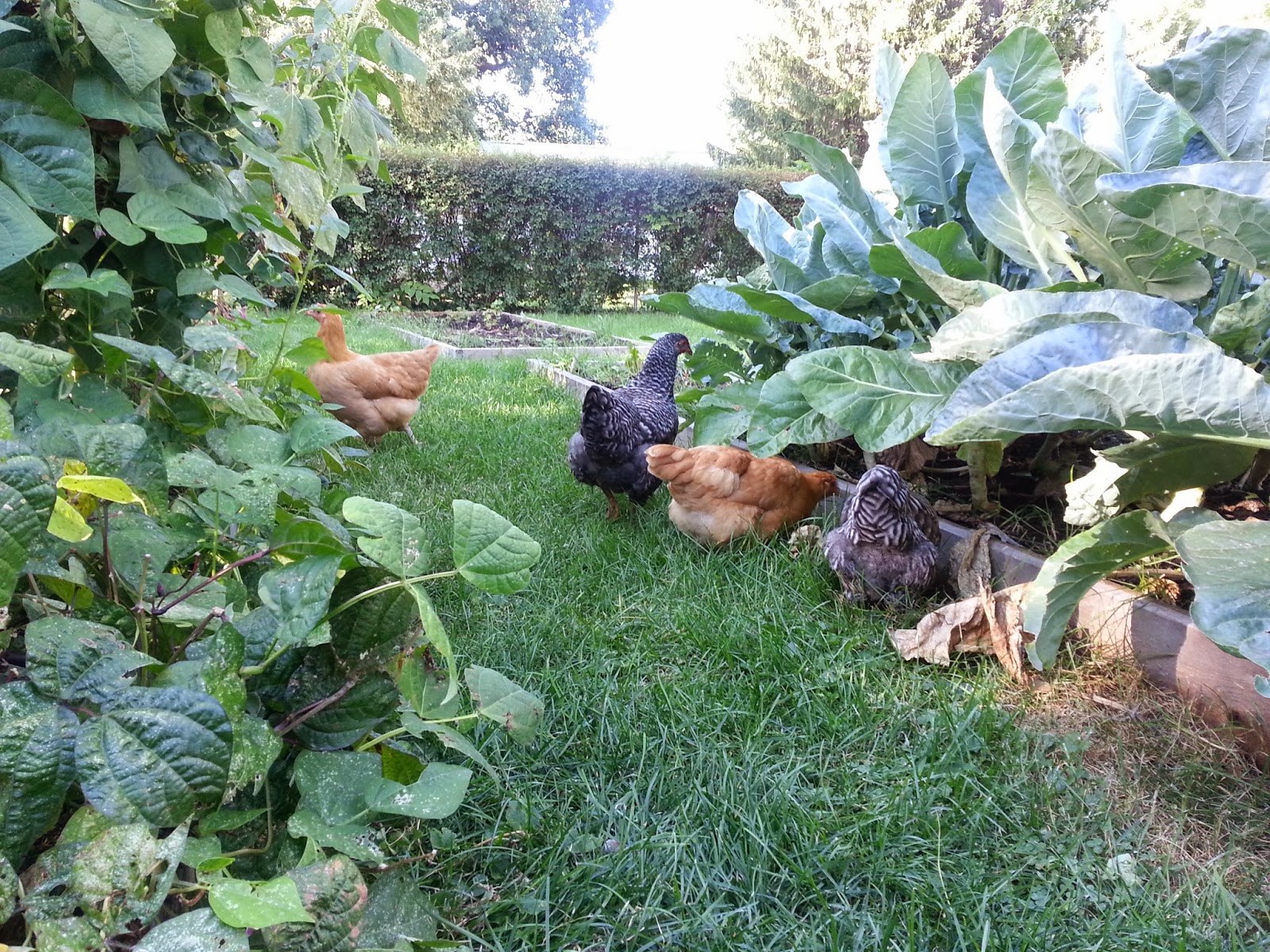 The Sustainable Couple Overheated Chickens, & How to Quickly Cool 'Em Off.