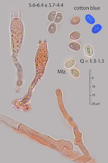 Leucogyrophana mollusca 