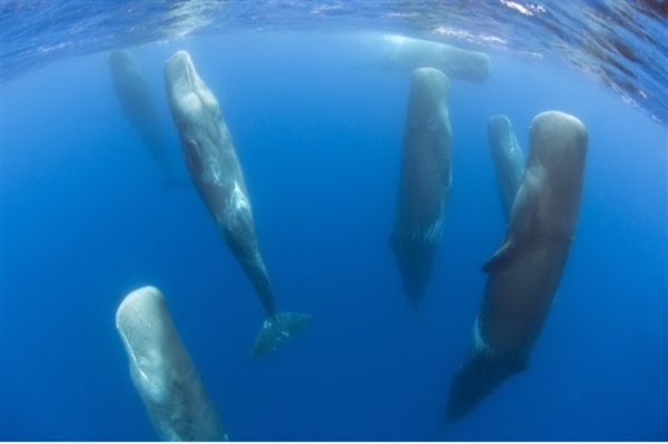 شاهد بالفيديو كيف تنام الحيتان تحت الماء ؟