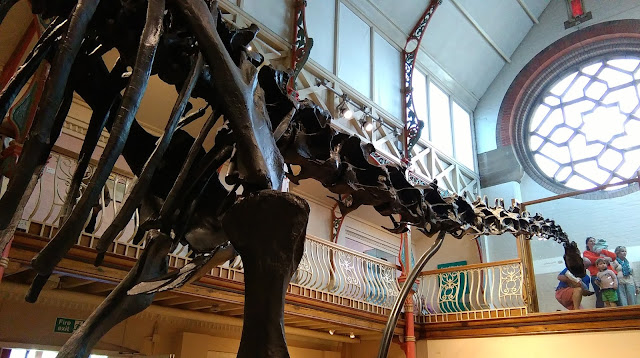 Dippy the dinosaur on tour in Dorchester