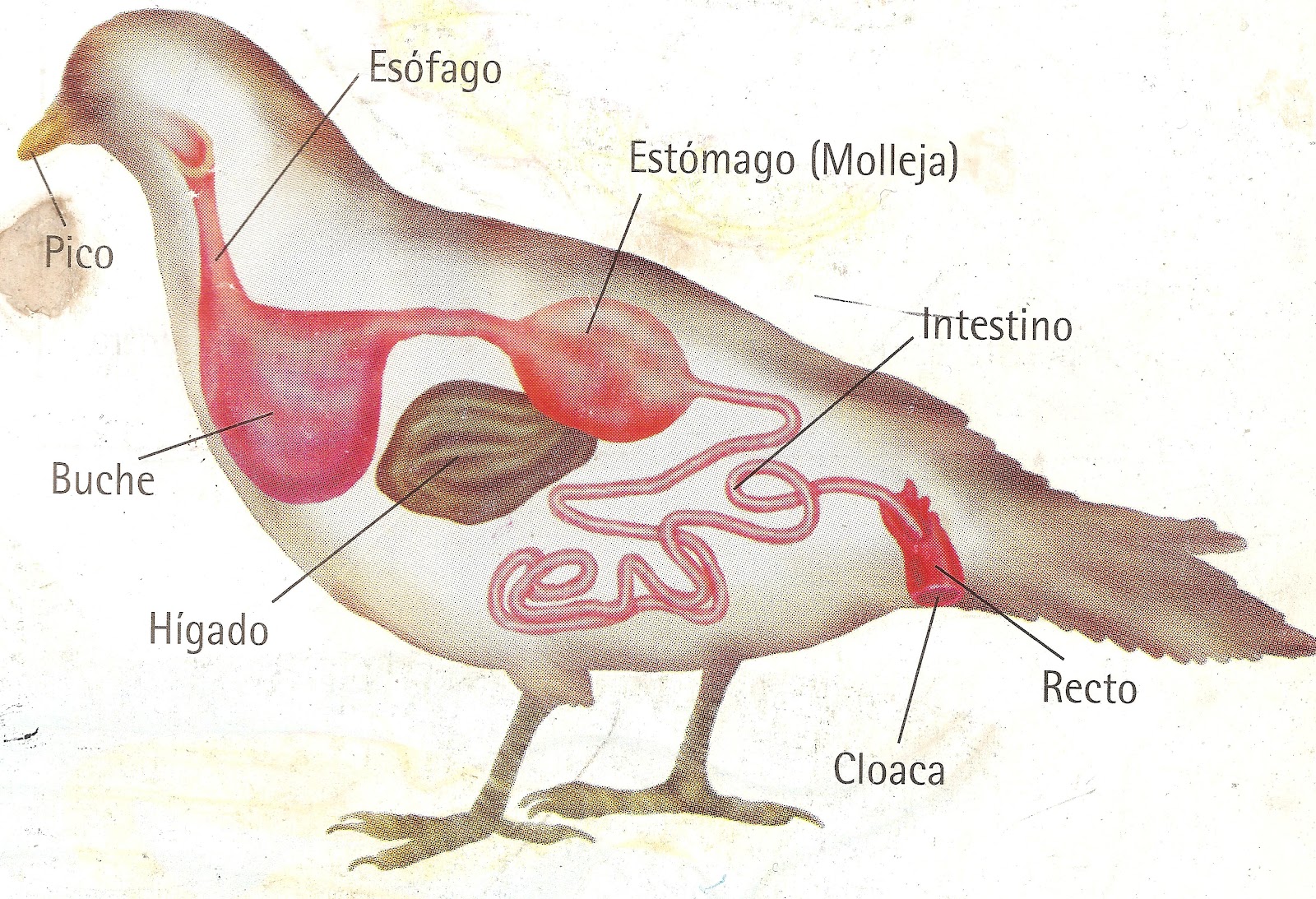 Resultado de imagen para sistema digestivo de las aves