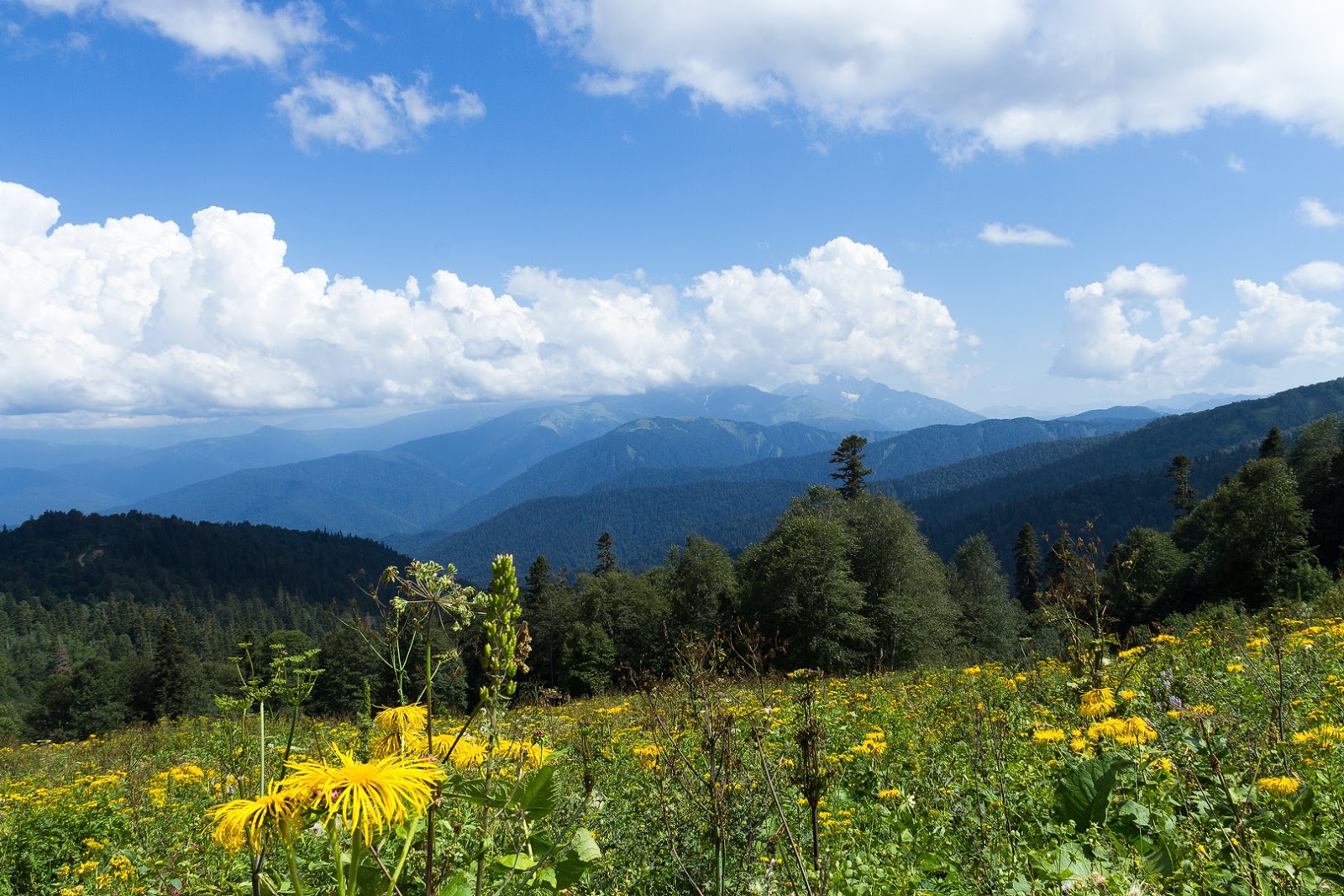 партизанская поляна гузерипль. яровая поляна гузерипль. гузерипль адыгея партизанская поляна. яворовая поляна гузерипль. яровая поляна лагонаки.