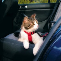 Harnais de sécurité voiture pour chat