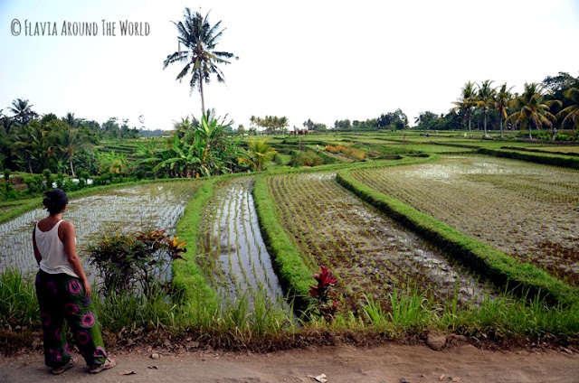 Contemplando los campos de arroz campos arroz bali