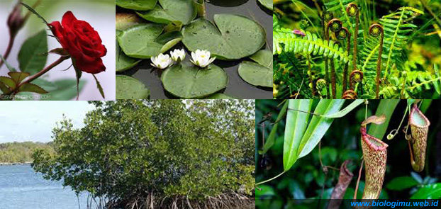 ciri khusus tumbuhan unik dan fungsinya yang menarik