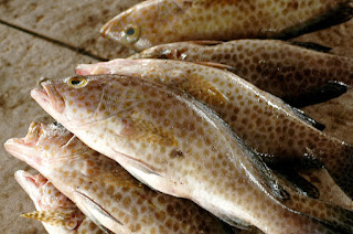 distributor seafood segar muara angke