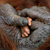 Here’s Why You Need to Boycott Palm Oil Immediately If You Care About Animals and the Earth