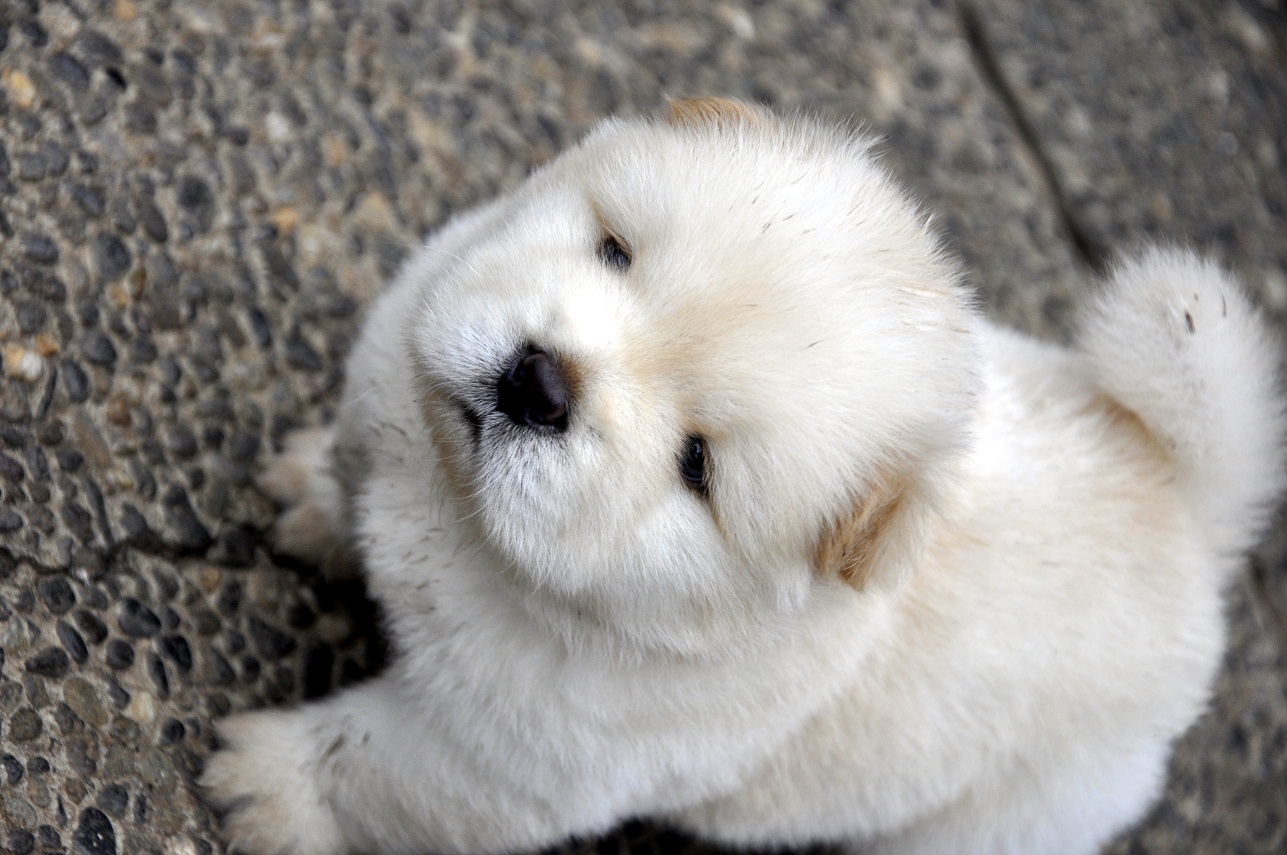 Chow Chow Puppy Pictures Puppy Pictures and Information