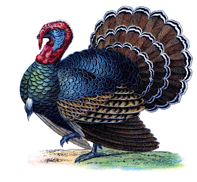 http://4.bp.blogspot.com/-uGHJ-f6VGxA/Tsb9HYpyfzI/AAAAAAAAPTs/orR6DgdTv6I/s400/turkey%2Bvintage%2Bimage%2Bgraphicsfairy4.jpg