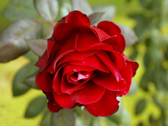 Aimy's Collection: Wallpapers, Images, Screensavers: Red Rose Wallpapers