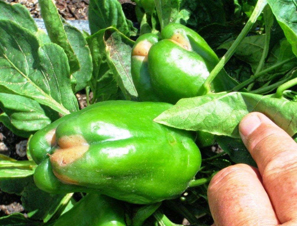 Xtremehorticulture of the Desert Pepper Brown Spots Could Be