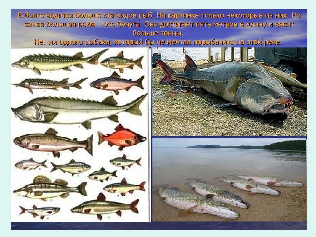 Какие рыбы река волга. Рыбы обитающие в реке Волга Нижний Новгород. Какая рыба водится в Волге. Рыбы которые обитают в Волге. Рыба которая водится в воге.