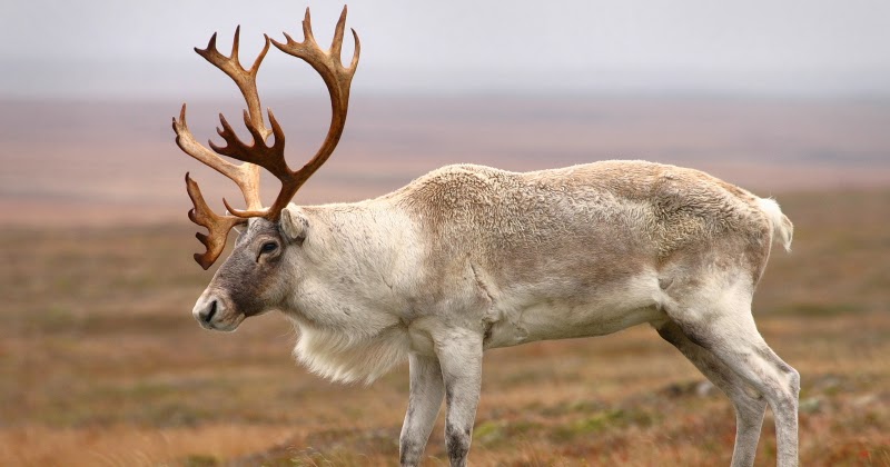 ЖИВОТНЫЕ СЕВЕРНОЙ АМЕРИКИ