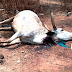 TENSION IN APO NEW SITE OF THE F.C.T OVER ALLEGED POISONING OF COWS