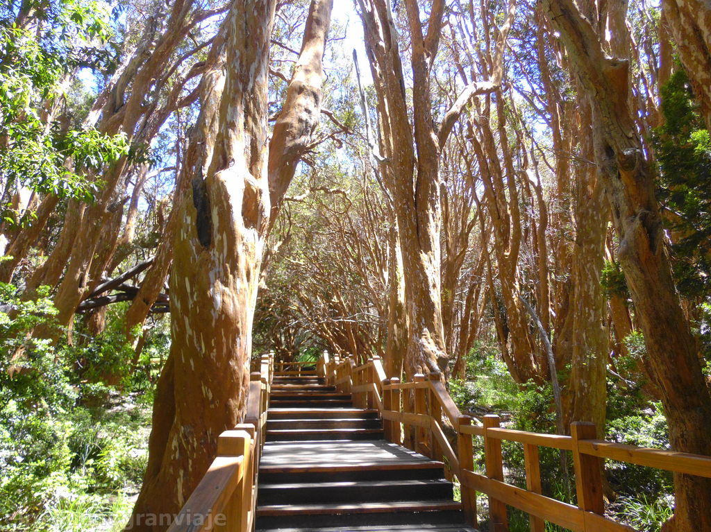 Bosque de Arrayanes | El Pequeño Gran Viaje