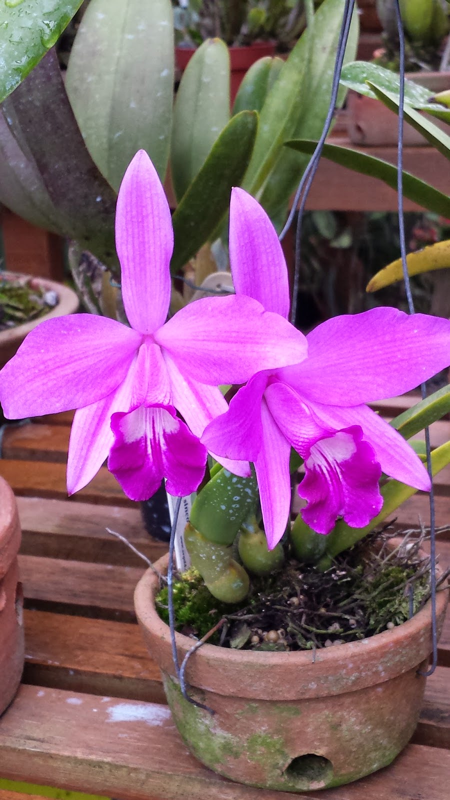 ORQUIDARIO RECREIO Hadrolaelia Sincorana ex Laelia Sincorana orquidario-recreio-hadrolaelia-sincorana-ex-laelia-sincorana