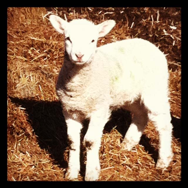 Getting Stitched on the Farm Instagram Lambs