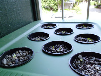 Kratky Lettuce seedlings