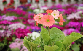 Poison Primrose