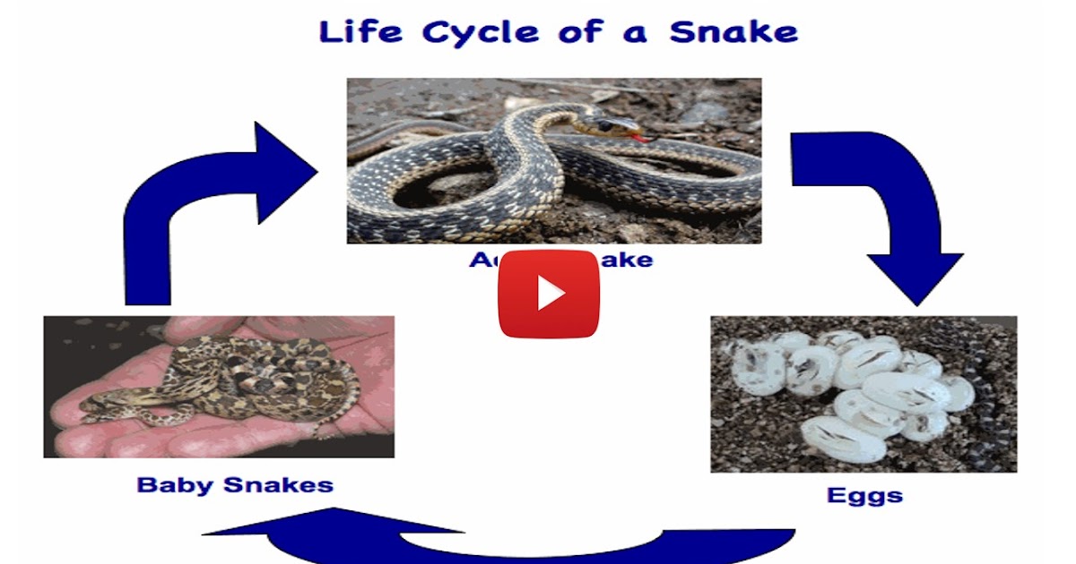 Three Stages in the Life Cycle of a Snake - MZILIKAZI
