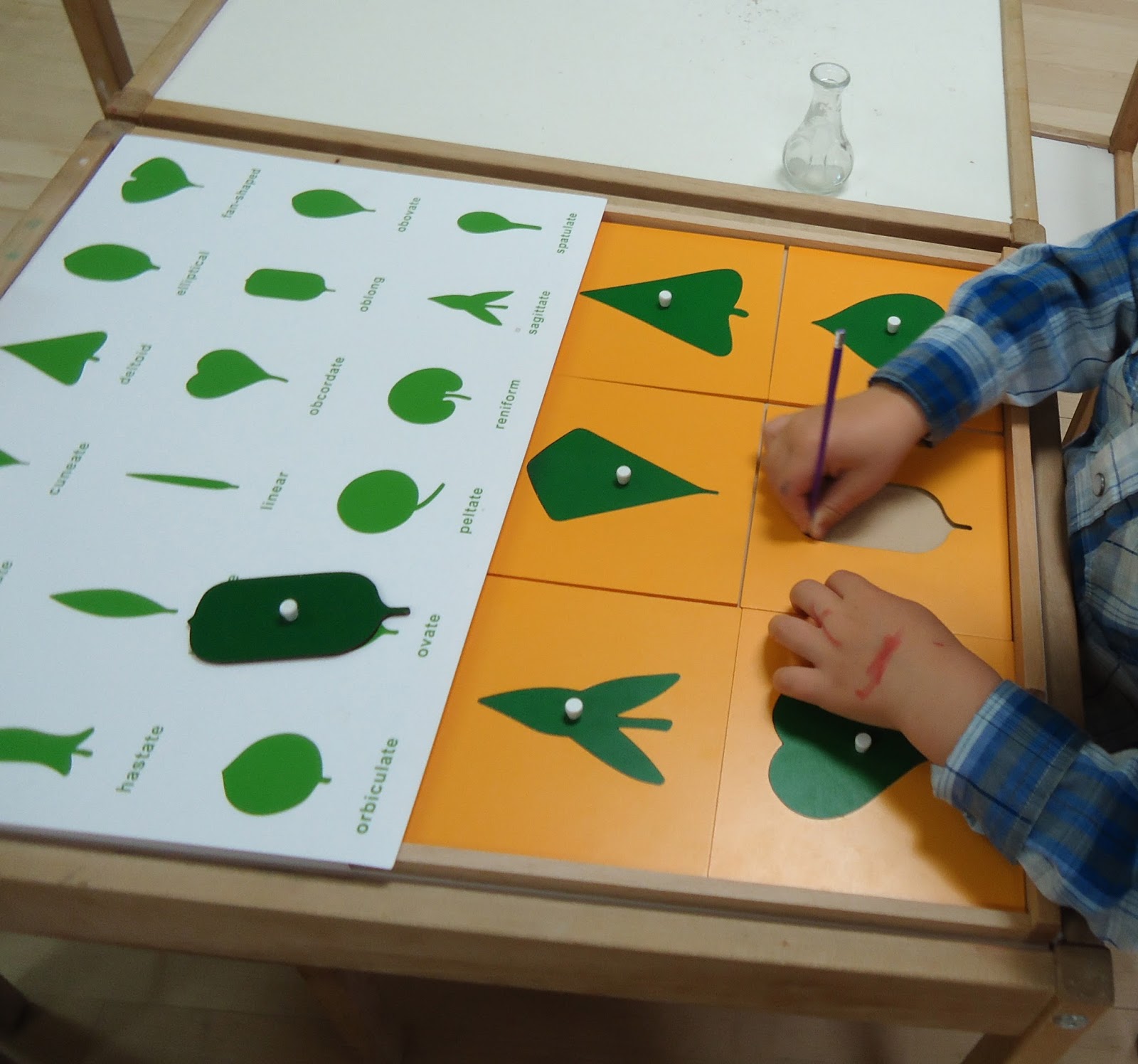 Montessori Botany Lesson Matttroy
