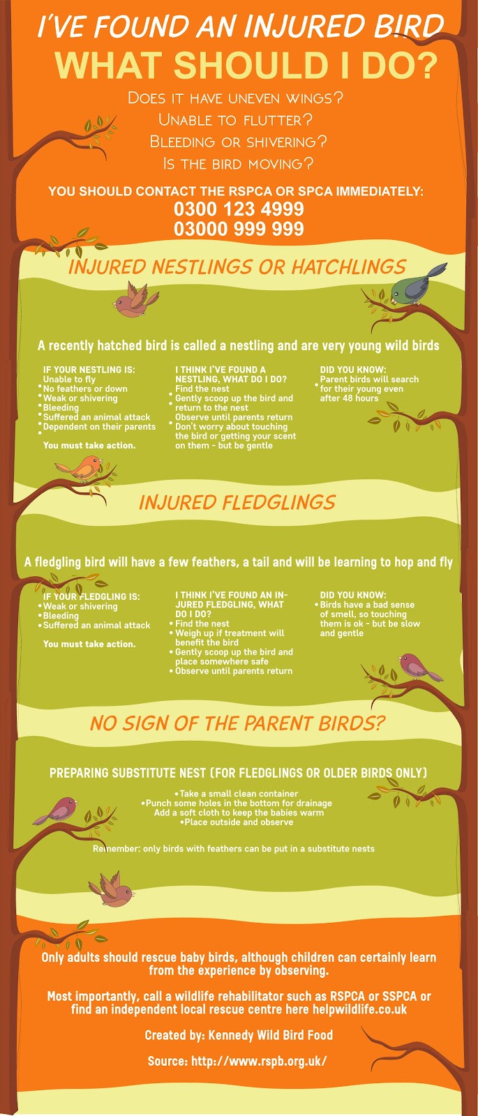 , You&#8217;ve Found an Injured Bird- What Should You Do?