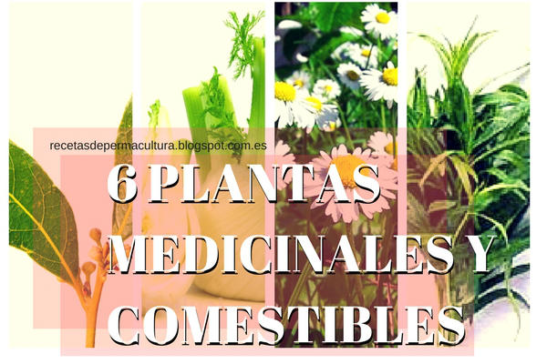Recetas de Comida Sana: 6 Plantas Medicinales y Comestibles en la Cocina