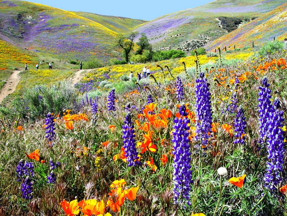 What Planet Are You Living On?: Spring Poem