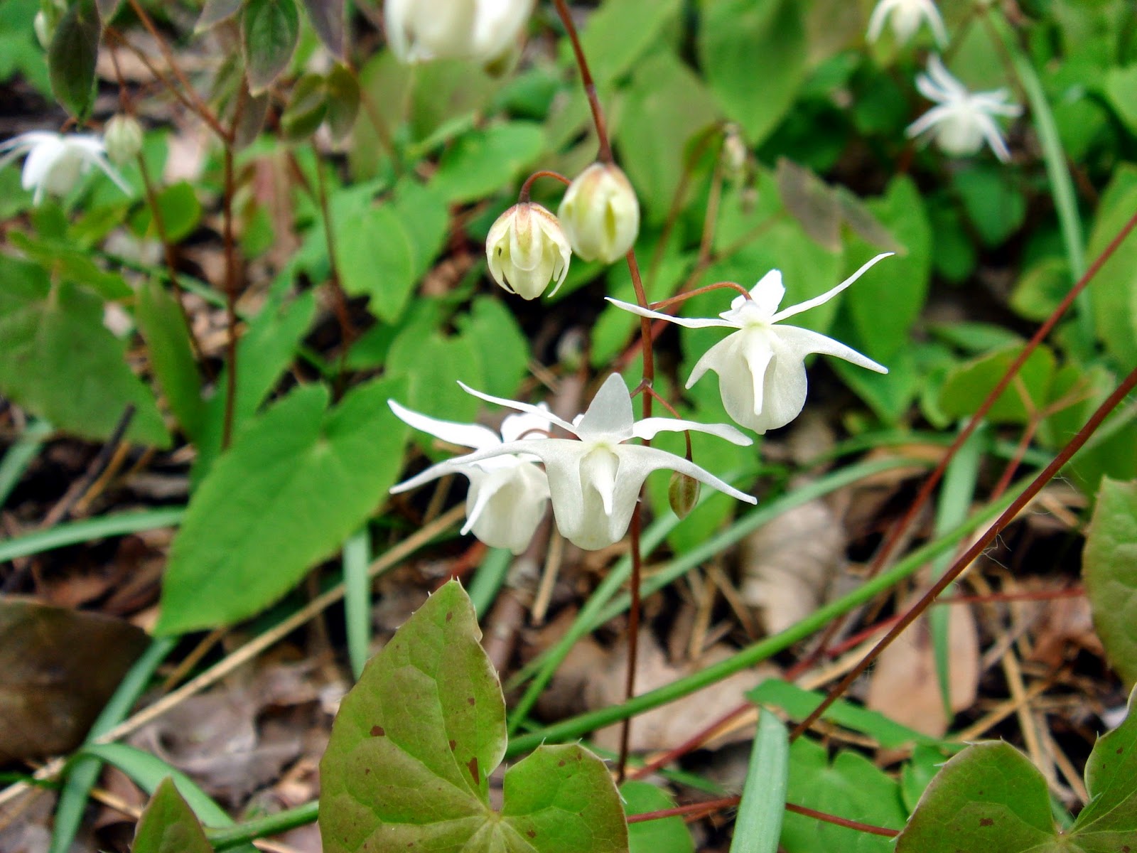 Эпимедиум (Epimedium brevicornum)