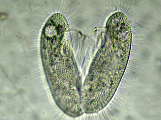 Il Microscopio