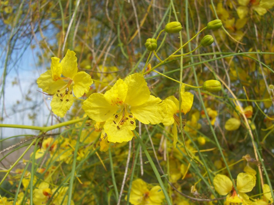 The 2 Minute Gardener Photo Mexican Palo Verde Tree Flower