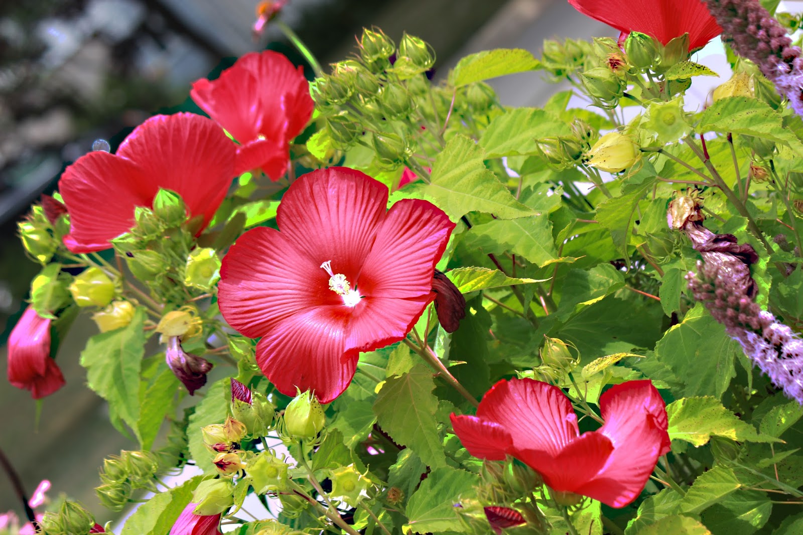 Red Dinner Plate Hibiscus 7 Photos