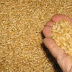 باحث مصرى يكتشف سماد يزيد إنتاجية فدان القمح 30%