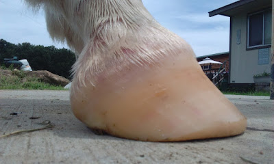 Hoof form affecting horse health, after thrush treatment and trim white lightening thrush treatment, healing abscess, horse corrective trim