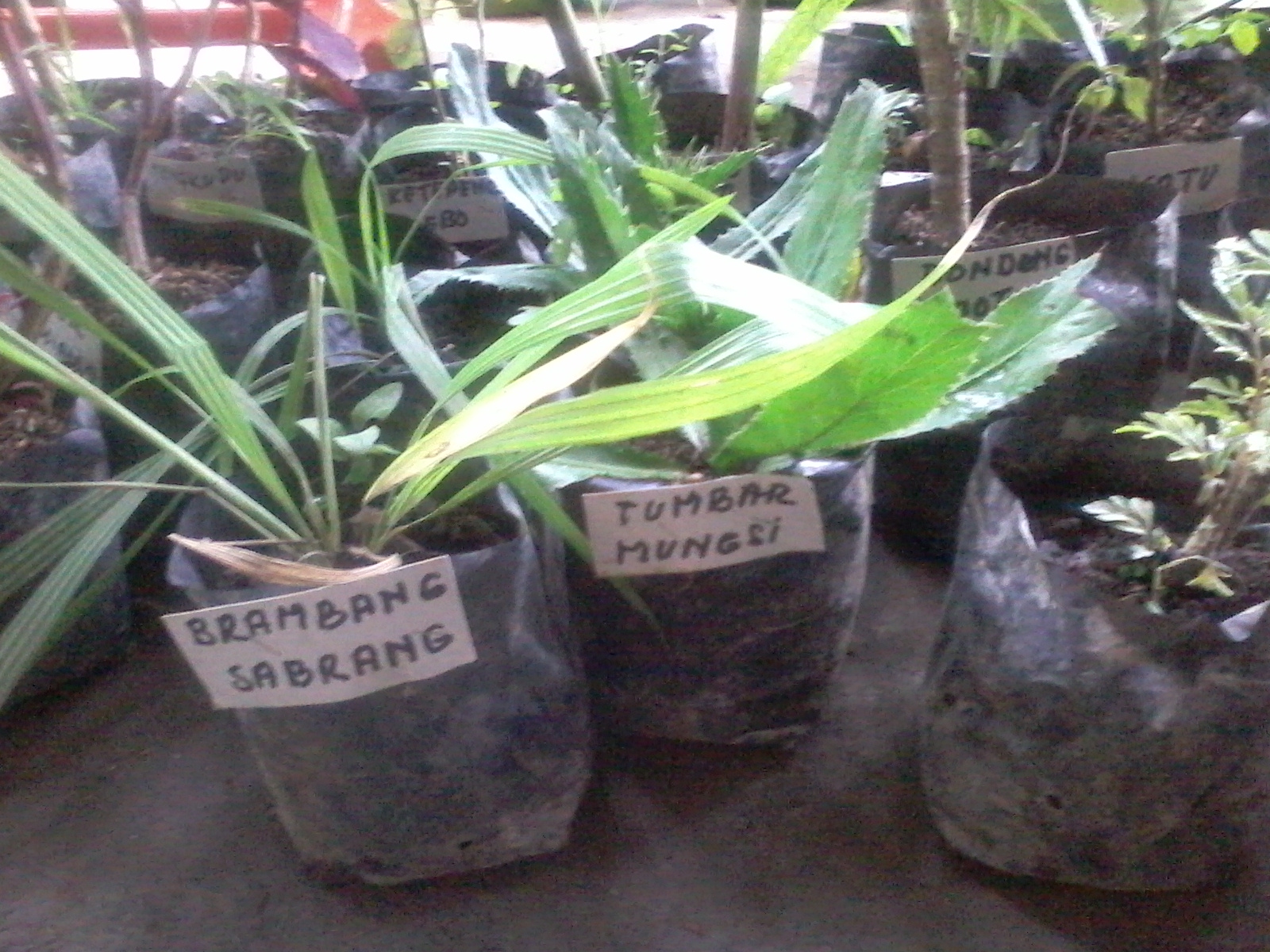 TANAMAN OBAT TRADISIONAL VS OBAT KIMIA MODERN