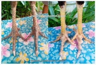 Ciri Kaki Ayam Birma Ciri Ayam Birma