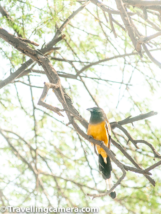 Though we had gone to the Keoladeo National Park primarily to see the migratory birds, I was also secretly excited about the little birdies. In fact, it is these little magical creatures that I find most fascinating. Most of these little avians fall in the category of what are known as the songbirds or perching birds. These belong to the order Passeriformes and are also known as passerines. Red Vented Bulbul The strange thing about the category songbird is that it not only includes little birds with melodious songs. It also includes tuneless and discordant birds such as the crows, ravens, starlings, and magpies. And surprisingly, this category excludes the obvious contenders such as the koel and the common hawk cuckoo (papeeha). So, you will probably realize that the category "songbirds" isn't necessarily correct. Indian Robin As regarding the second name, perching birds, I don't even know what that means, considering that birds of prey are not included in this category. Anyway, both these classifications - songbirds as well as perching birds - are considered inaccurate today. Passerines is the safest and the most accurate classification to use. It isn't as lyrical though. So we will continue to use songbirds instead for the purpose of this article. Purple Sunbird Indeed, it was the songbirds that greeted us first as we entered Keoladeo National Park. A Brahminy Starling perched on the highest branch of a short tree turned her back to us as soon as we came within the clicking distance of it. Next it was a couple of Green Bee-eaters that flitted about before finding a comfortable seat on a wire. The light was perfect here, so it was a good photo-op. Yellow Wagtail And then the entire jungle burst into songs as little red-vented bulbuls got busy hopping from tree-to-tree. Though less talkative than Mynas, bulbuls too can create a constant chatter when they so choose. We stood there to enjoy their song for a bit. After all, we had almost the entire day with us. It was difficult to photograph these fast moving birds, but VJ managed to get a couple in a frame. Black Drongo However, not all songbirds are that talkative. In fact, you would hardly have ever heard a drongo say anything. These brooding black birds are usually seen sitting quietly on wires, without talking or moving. But Internet tells me that a drongo too can sing, even if it is just a scratchy, out-of-tune kind of song. Rufous Treepie Usually Rufous Treepies are quite gregarious. In Ranthambore, I have seen them flying out and perching on the arms of human to grab a wafer from their hands. These brave birds are also known as Tiger's Toothpicks as they have been known to pick the food from a Tiger's teeth as it sleeps. It isn't difficult to believe this. We saw only one of these at Keoladeo National Park and it didn't seem much in the mood for company. White-browed Wagtail The little birds manage to intrigue you enough to lure you towards the unpaved paths. VJ and I found ourselves leaving the main road quite often and straying onto the trails to click these quick, flitting passerines. There were so many that we saw but were not able to capture in the camera. There were Wagtails, prinias, and warblers. But we have very few photographs of them. The one above seems to be a White-browed Wagtail. Though for a long time, I was convinced that it was an Oriental Magpie Robin. Then the white patch between the neck and the wing forced me to look further. I might still be wrong though. Brahminy Starling Brahminy Starling has captured my imagination ever since I was a child. We used to live in Sarojini Nagar and Brahminy Starlings were regular visitors to our terrace. I was quite intrigued by the black "hair" these starlings sport. Of course, back then I did not know what these birds were called. Slowly the birds disappeared from Delhi and the next I spotted them was in Ranthambore. It was also here that I found out that they have this beautiful name - Brahminy Starling. Bank Myna Like the Brahminy Starling, the Myna too belongs to the starling family. I absolutely love the name "starling" though. It is prettier than the birds themselves. The myna above is a Bank Myna. You can identify it by the red patch beneath the eyes. The Common Myna does not have this. You will often spot the Bank Myna in a mixed flock with the Common Myna. House Crow I am still having trouble wrapping my head around the fact that a crow is a songbird. I guess that may be one of the reasons why the classification "songbirds" went out of use. Besides that though, a crow is a pretty fascinating bird. It is intelligent and, therefore, fun to observe. I have often seen crows hiding their food quite ingeniously. I have seen them play tricks on other birds. It is a shame then that these crows are often hoodwinked by the Koel. Oriental Magpie Robin And here is the Oriental Magpie Robin. Both White-Browed Wagtail and Oriental Magpie Robin can be seen often in and around Delhi. Even though from a distance both the birds appear similar, once you know the differences, it is quite easy to identify the two species. Both Oriental Magpie Robin and White-Browed Wagtails have sing very melodious songs, so are a pleasure to listen to. Asian Pied Starling In total, 7 types of starlings can be seen in Keoladeo National Park - Common Starling, Rosy Starling, Purple-backed Starling, Asian Pied Starling, Brahminy Starling, Bank Myna, and Common Myna. Of these, we were able to see four. The one in the photograph above is the Asian Pied Starling. The orange beak helps in a quick identification. I would have also loved to see the remaining three. I have never seen them in my life. Indian Robin The little bird above can be seen quite commonly in and around Delhi. It is known as the Indian Robin, which is another beautiful name. Whenever I think of the sheer variety of birds Indian is blessed with, I thank God. These are magical creatures. One only needs to spend a few moments and observe. Indian Silverbill An Indian Silverbill has (as you may have guessed) an interesting bill. Rounded and parrotlike, this beak is one characteristic that makes it similar to its relative, the munia. We were headed back and were about to exit the park when we saw this bird perched on a tree, very close to a common cuckoo. The bird is slightly larger than a house sparrow. I had always assumed it to be that it would be smaller. The name makes one wonder.  Female House Sparrow A house sparrow is seen here perched on a branch. This photograph was clicked outside the National Park, very close to our resort. It is a shame that these lively, talkative birds have almost been wiped out from Delhi. Only a few years back these were present in large numbers, visiting balconies, making nests in every available cavity they could find. I truly miss their chatter. Common Tailorbird I admit that this isn't the best photograph of the tailorbird, but this is all that we managed to capture. I didn't have the heart to not include it in the post. This was the first time I was seeing this bird after all. These tiny birds make very innovative nests by stitching together two or more leaves. Another marvel of nature that leaves one speechless. Green Bee-eater And finally, the Green Bee-eater. In fact this was the bird that had greeted us as we had entered the park. Rather than the huge and magnificent migratory birds, it is these colorful, playful songbirds that I find more interesting. They add so much life and music to the world. It is really a shame that we only realize that they have vanished when it is already too late. However, recently I have heard that sparrows are returning to the city. I am yet to see the evidence, but I do hope it is true. Our coming generations deserve to have nature's musicians around. 