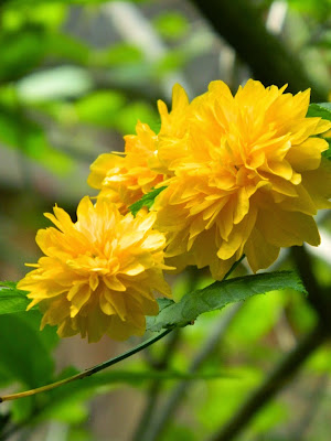 Kerria japonica flowers by garden muses-not another Toronto gardening blog
