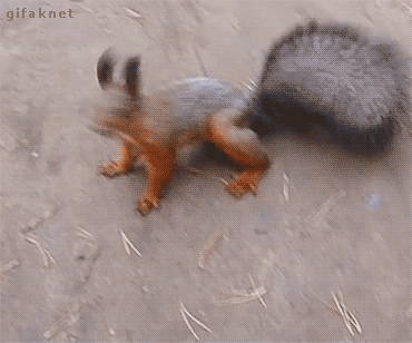 01-funny-gif-245-squirrel.gif