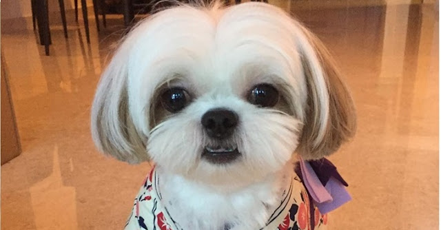 Cão pequeno como os Shih Tzu não pode ser banido de condomínio, diz TJ-DF