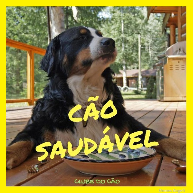 Quer saber tudo para deixar seu cãozinho saudável?