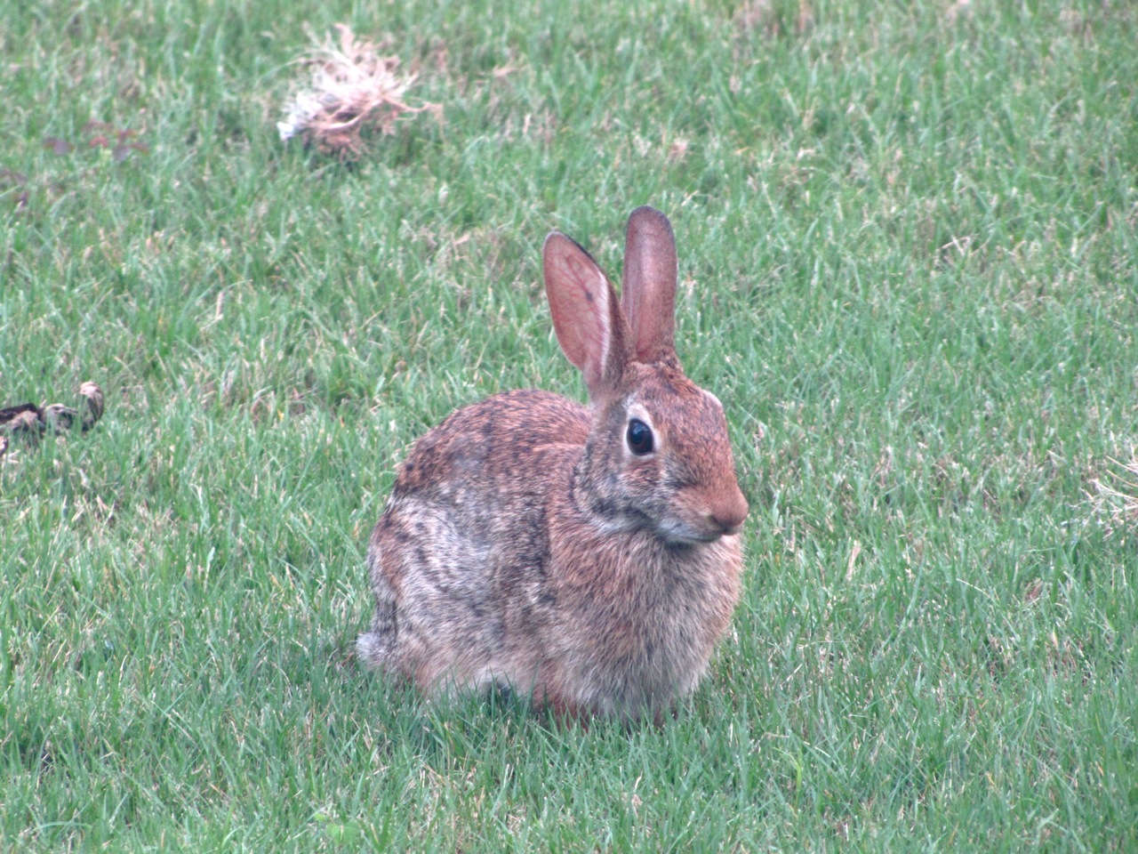 Observations on the New Vegetable Garden