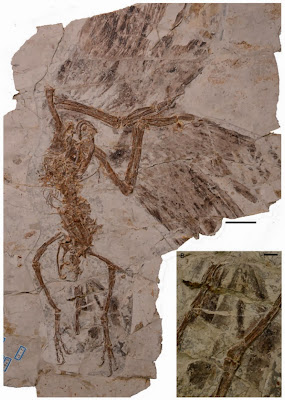 Dinosaur-era bird had two tails