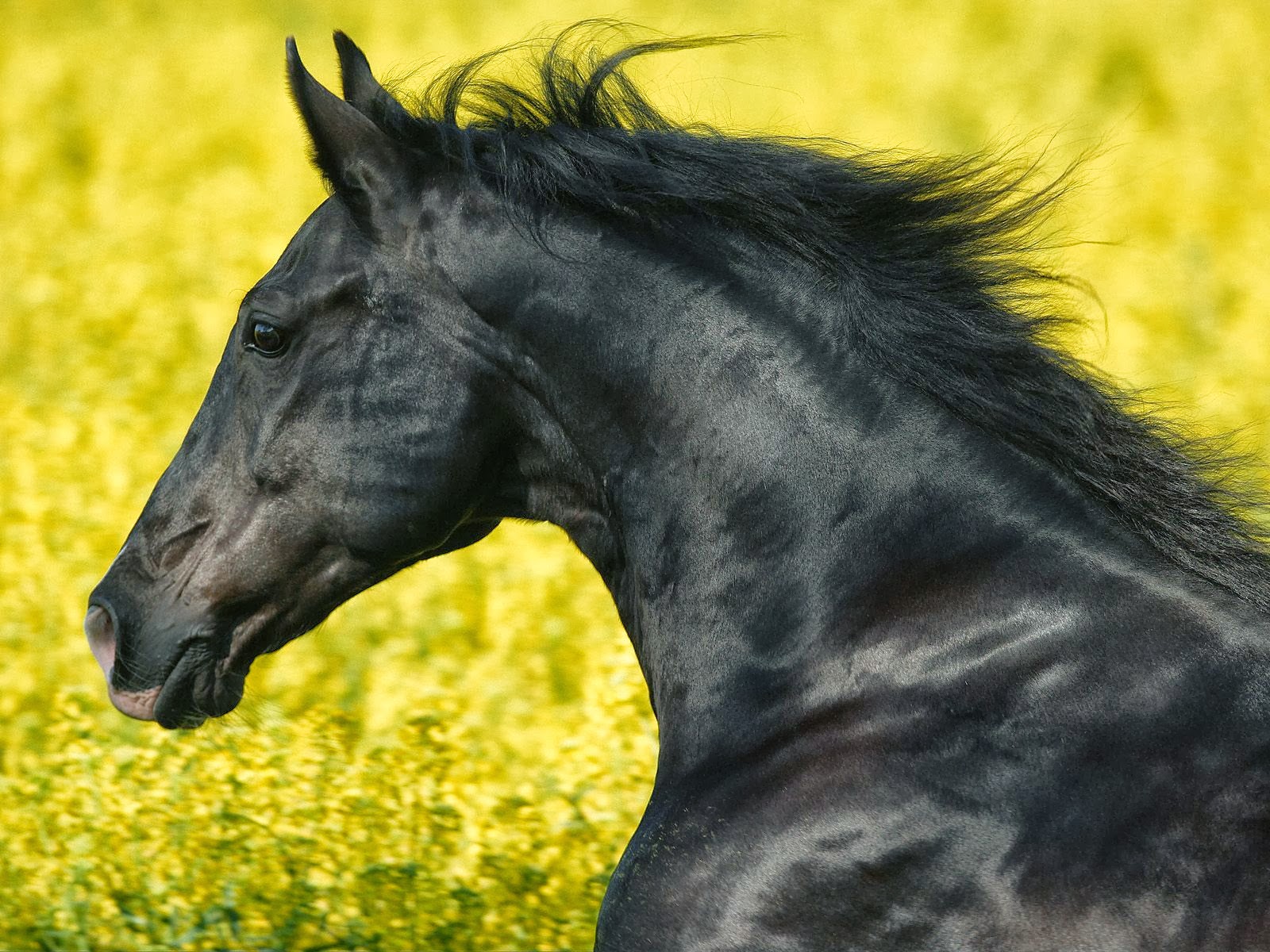 HORSES HD WALLPAPERS | FREE HD WALLPAPERS