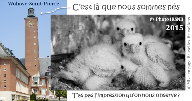 Faucons Pèlerins à Bruxelles - Naissance de fauconneaux à la Maison communale de Woluwe-Saint-Pierre - Bruxelles-Bruxellons