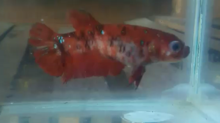 Betta Popeye Treatment image Betta Popeye Treatment
