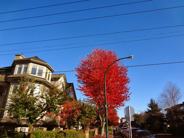 Red foliage, blue sky, Vancouver