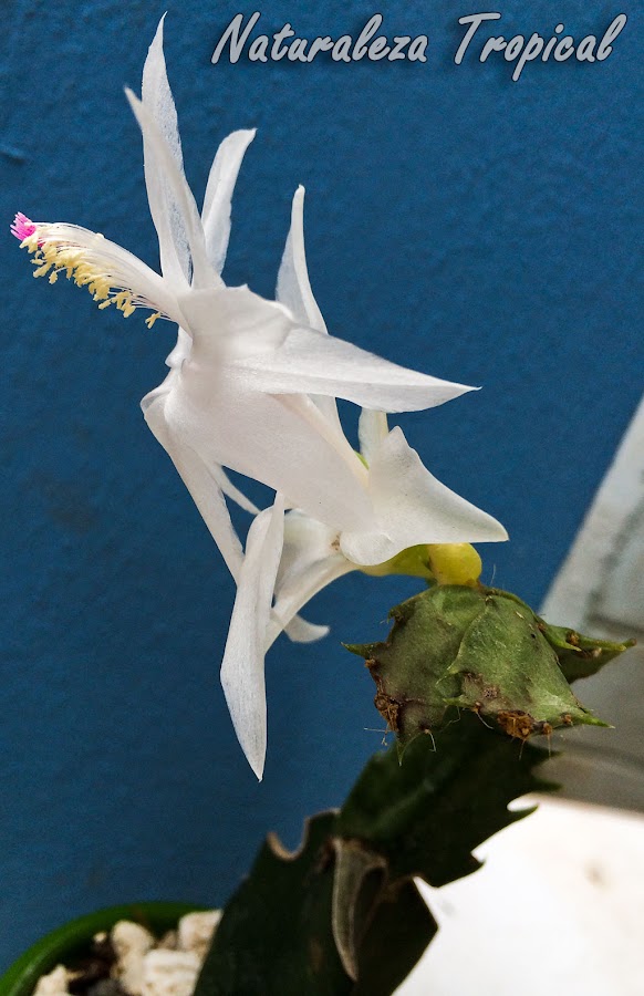 Flor blanca de un Cactus de Navidad injertado, Schlumbergera truncata