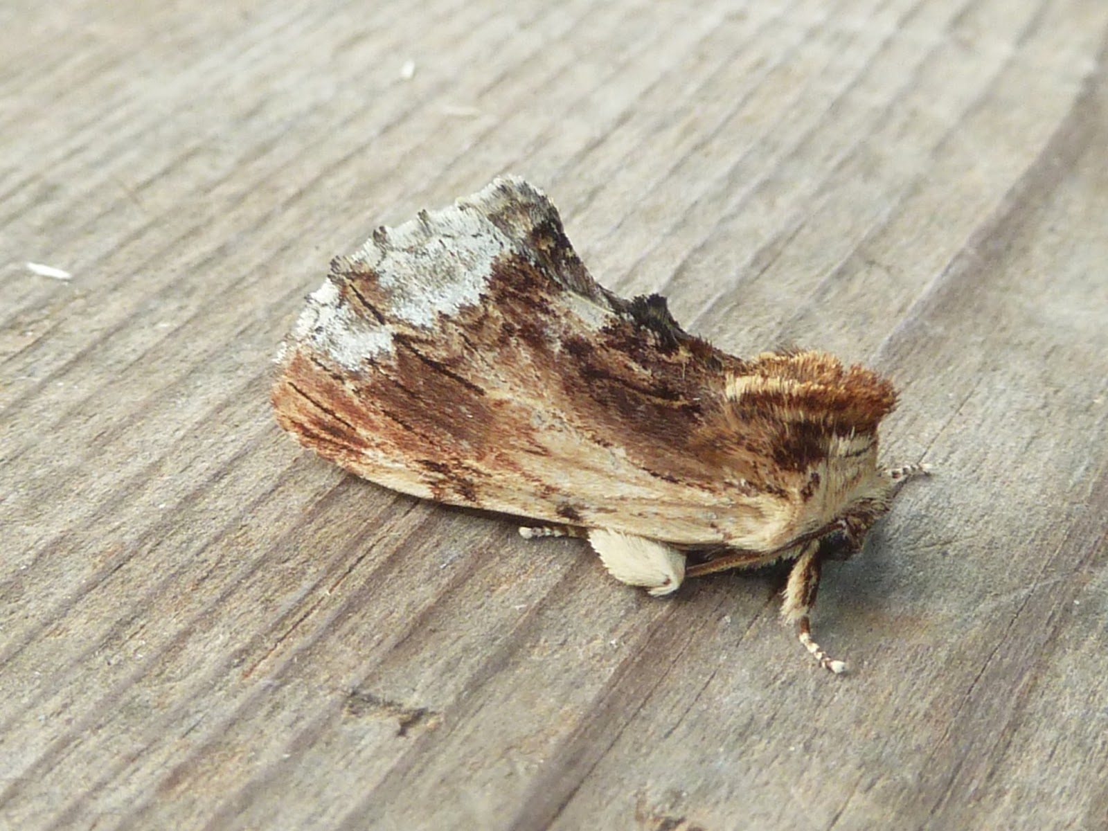 MOTHSWE ARE THE CAMPIONS 16th June 2013 Cockroach Moth is back