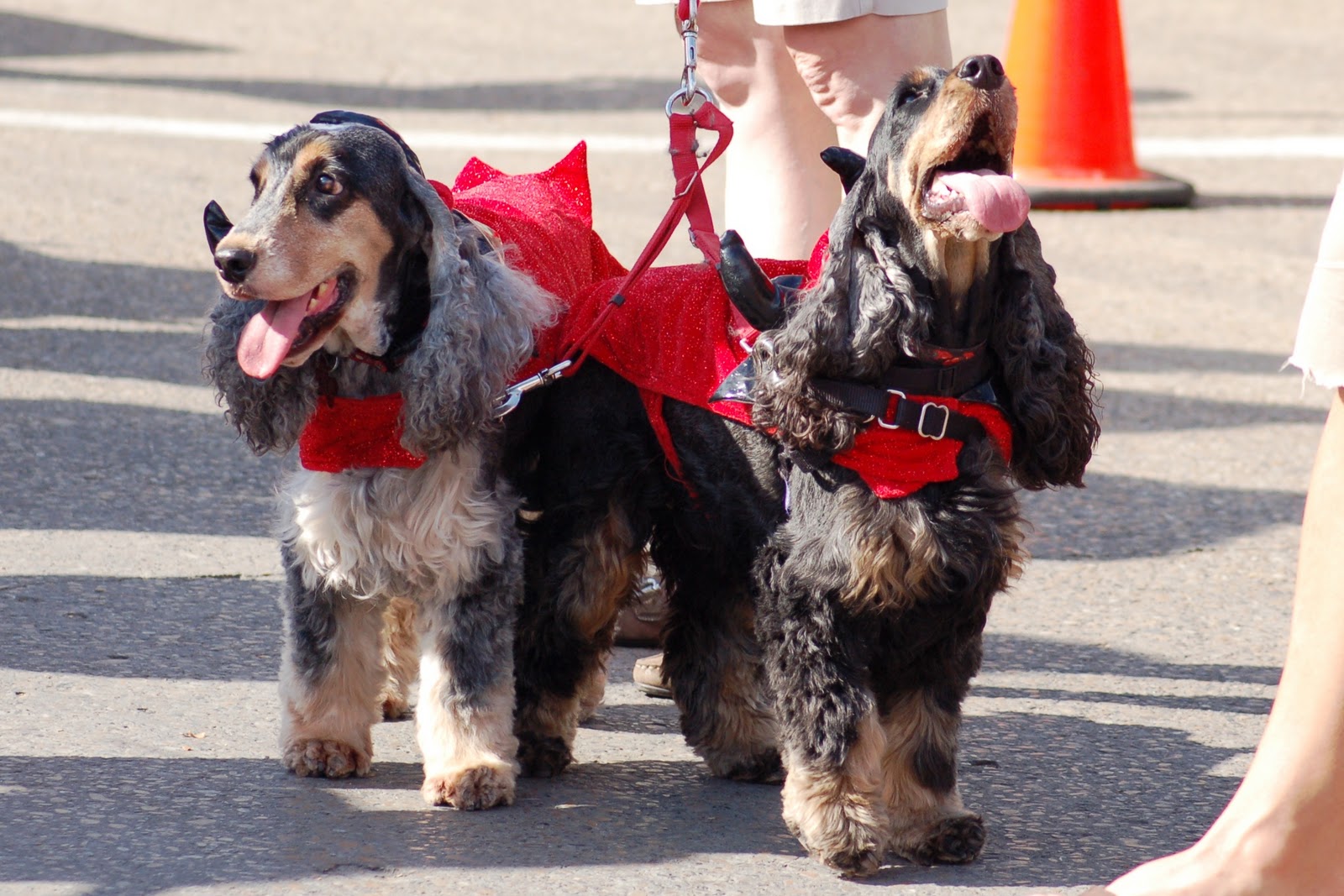 North Dallas Real Estate Cutest Dallas Dogs